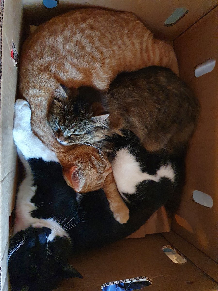 hogberg76's tweet photo. När katterna väljer sovplats!😻 https://t.co/4LwXfpITAG