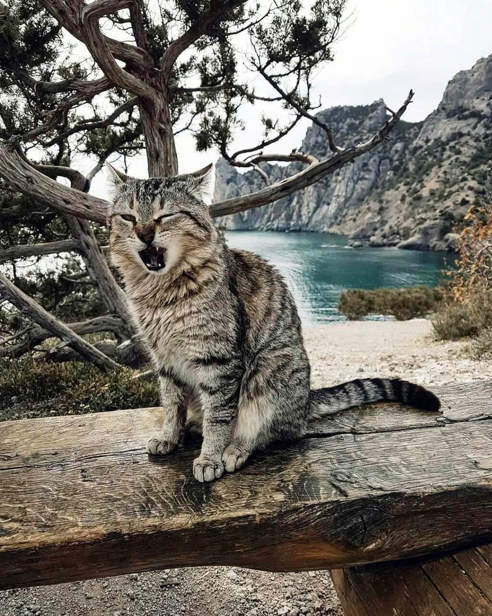 Сурового крымского кота вам в ленту!)