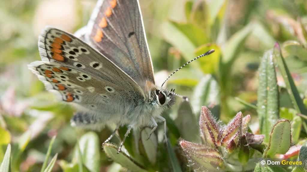 domgreves's tweet image. Up close with a freshly emerged Brown Argus on the South Downs near Lewes yesterday. @BCSussex @SussexWildlife