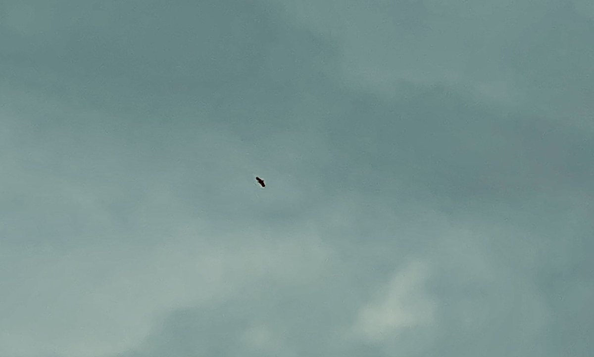 cle_mao_takacs's tweet photo. Parfois, l'immensité nuageuse est traversée par un solitaire ; j'observe attentivement la direction qu'il prend pour en tirer des oracles : Que dit-il ? "Né vers la mort, Nevermore, Neuve Armor ?" – et il poursuit son credo de croissance perpétuelle : kroa, crois, croîs !
#AJDC https://t.co/CO4TSUU9hZ