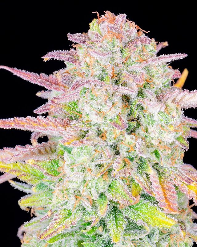 ApotForPotAff's tweet photo. with A pot for a pot anybody can grow amazing weed by simply adding water if you want to learn more click this link https://t.co/KibuHEiV2F
#StonerFam #WeedLovers #SaidDuringSexAndThePandemic #ReplacementsForEllen https://t.co/e9RYAV70wX