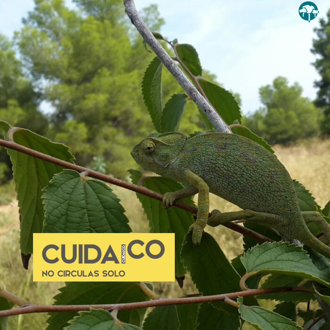 Empieza el calor 🌞🌡️ y con él los camaleones (Chamaleo chamaleon)  de #ElVallePR comienzan a estar más activos 🦎 Las carreteras son una barrera artificial mortal 😣 En tu visita al Parque en 🚗🏍️ reduce la velocidad y observa atentamente 👀 #NoCirculasSolo #Cuidaico Gracias 😘