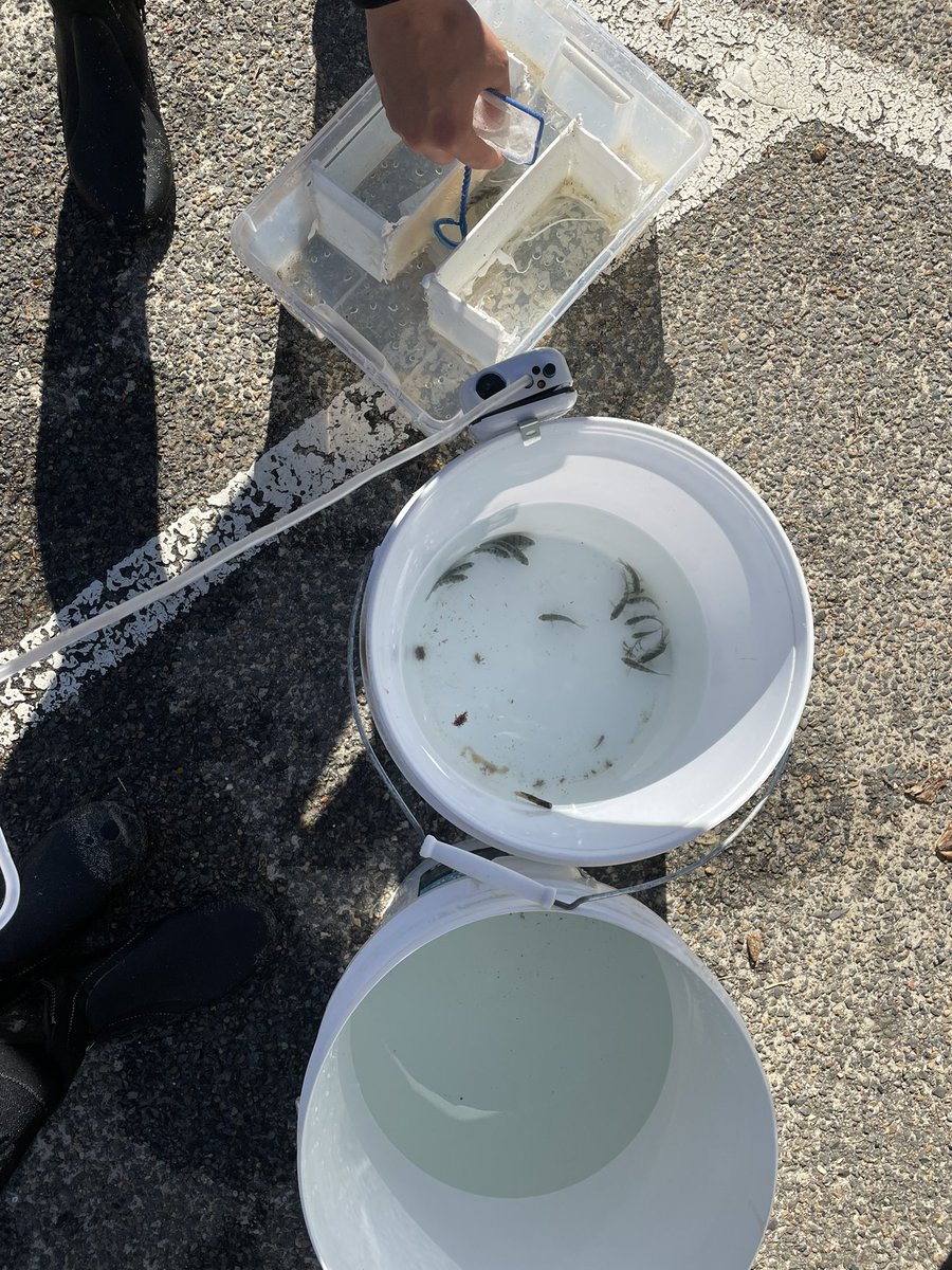 chloehayes13_'s tweet image. After thinking we weren’t going to catch our Sydney sample size of vaigiensis, the dream team pulled through and caught them!! For anyone catching vaigiensis in Sydney you know this fish is a chonker!! (May have screamed when I caught it…) #MarineScience #ClimateAction #phdchat