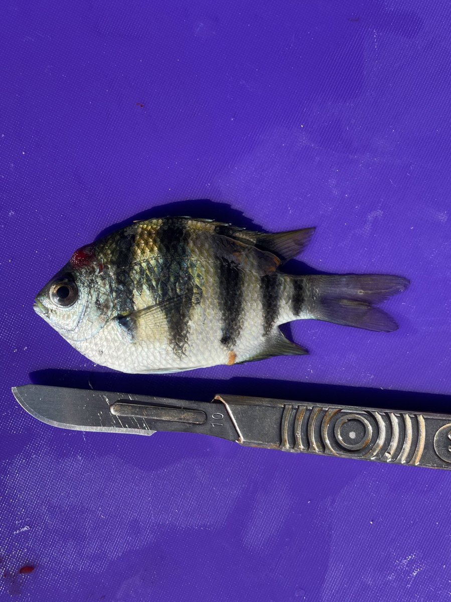 chloehayes13_'s tweet image. After thinking we weren’t going to catch our Sydney sample size of vaigiensis, the dream team pulled through and caught them!! For anyone catching vaigiensis in Sydney you know this fish is a chonker!! (May have screamed when I caught it…) #MarineScience #ClimateAction #phdchat