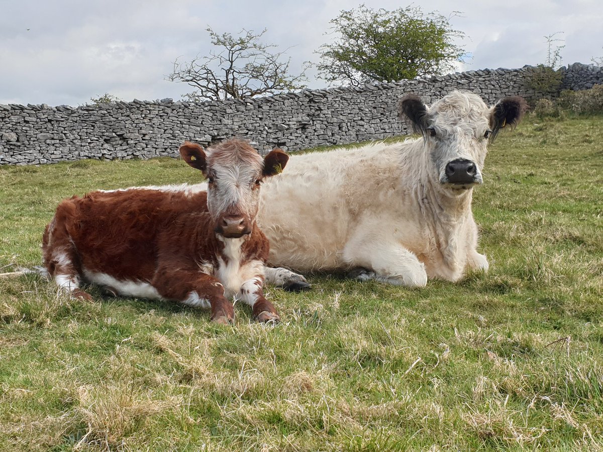 Gull and Ghyllie. ♥️