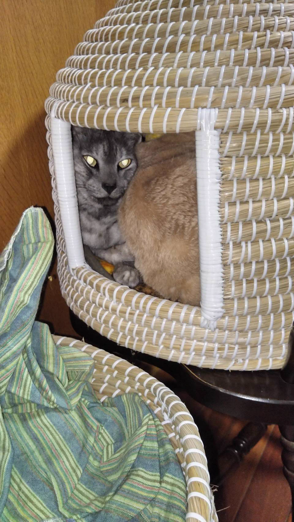 @nurajirou 押しつぶされてるのが先住猫という恐怖 