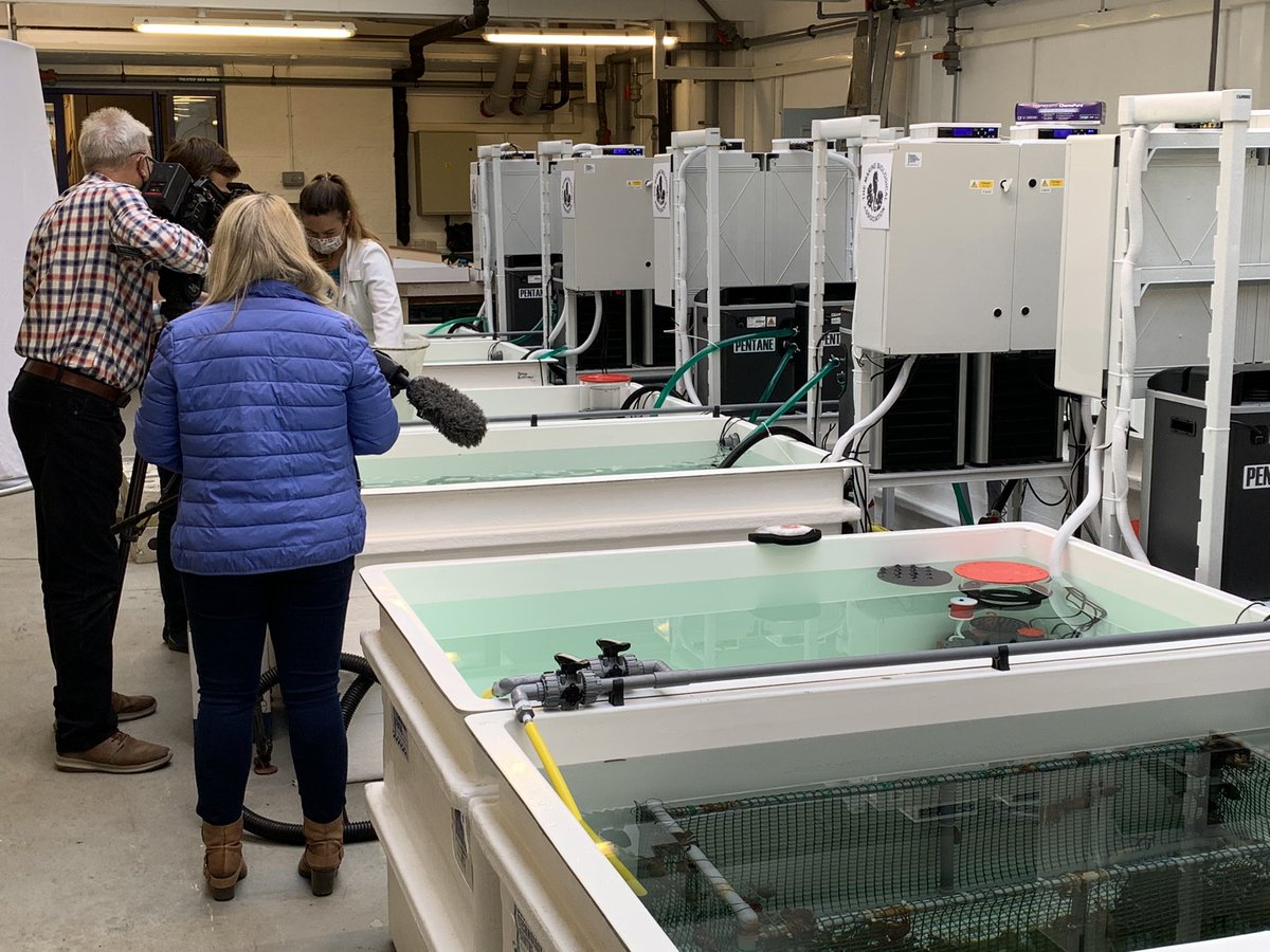 Great to welcome a <a href="/BBCSpotlight/">BBC South West</a> news crew to film our new <a href="/MBTCentre/">MBTC</a> funded Smart Experimental Aquarium facility supporting aquatic research and marine businesses. We will be officially launching this new exciting facility soon - watch this space! 👀