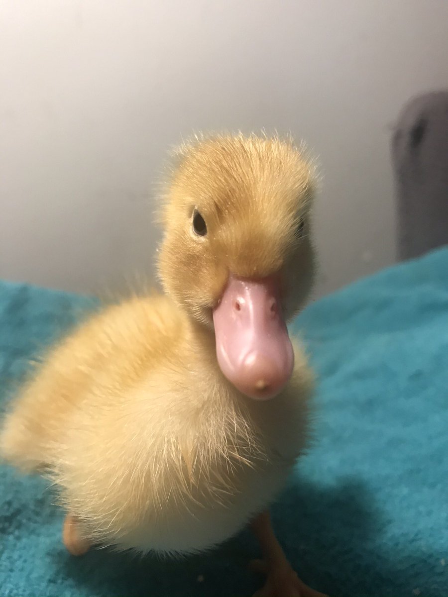 SSES Grade One tweet media