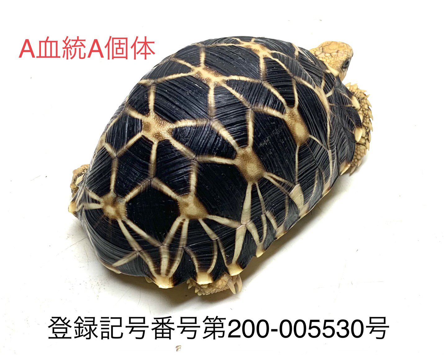 トコチャンプル 5 15 土 今週末のイベントから販売スタート ホシガメ今年初コンプリート ビルマホシガメ 日本c B A血統a個体 甲長13cm オス 登録記号番号第0 号 有効期限 25年9月24日 T Co 8gd3bznr4z Twitter