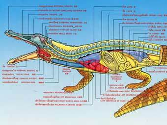 Крокодилы строение. Крокодилы строение. Дыхательная система крокодила схема. Характеристика отряда крокодилы. Внешнее строение крокодила.