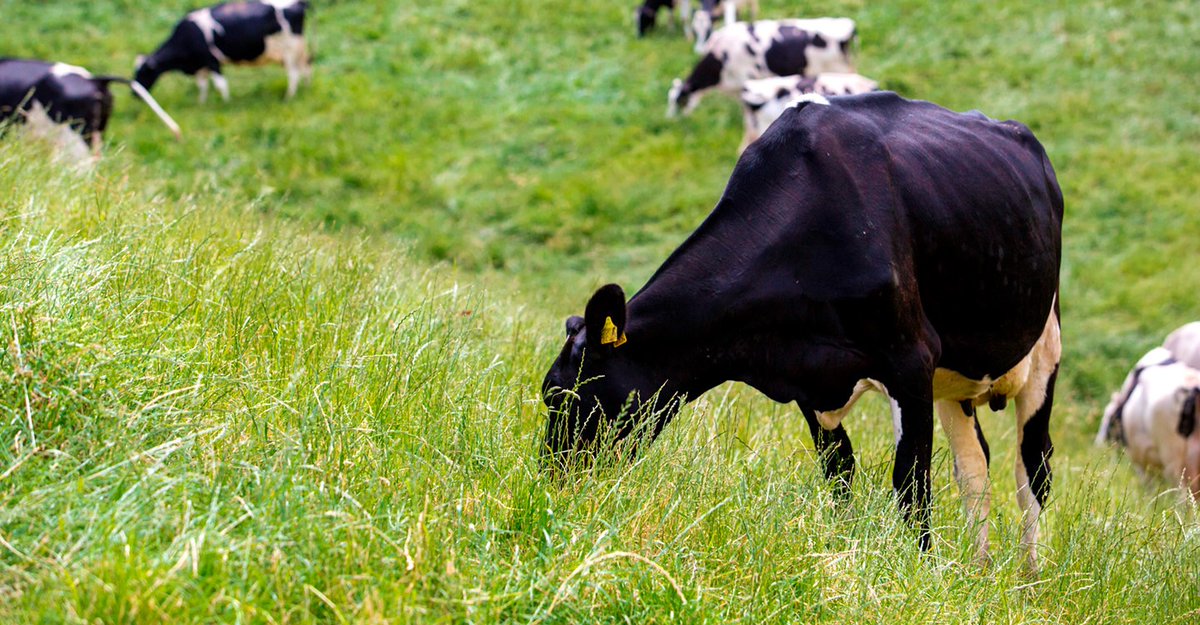 We've been working hard rather than tweeting for a while, but are pleased to announce a $0.10/kg milk solids price increase for FY21 and Opening Price range for FY22 of $6.40 - $6.80/kg milk solids. burrafoods.com.au/media/