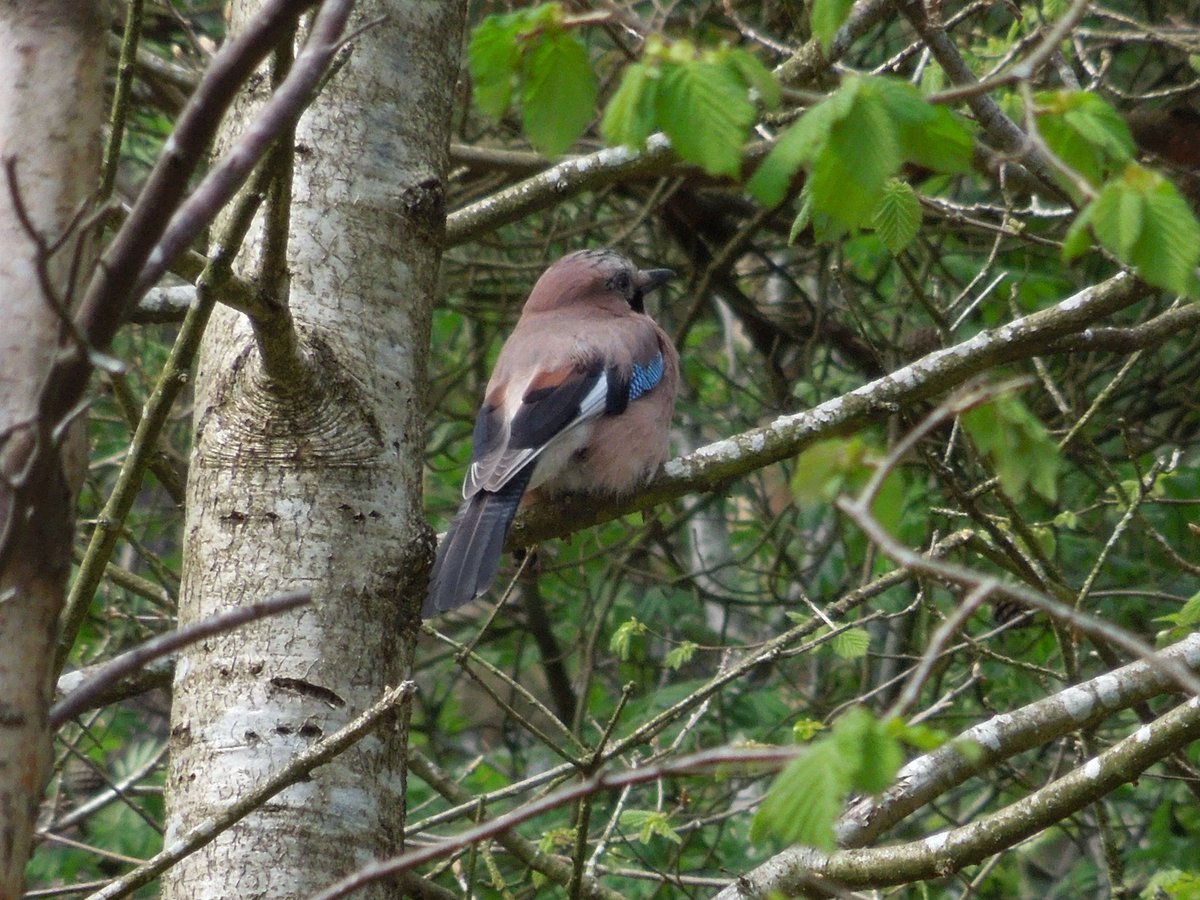 Walking around yesterday and came across a sleepy Jay who let me take a few photos before flying off. Such a wonderfully coloured bird but by heck it can screech!
