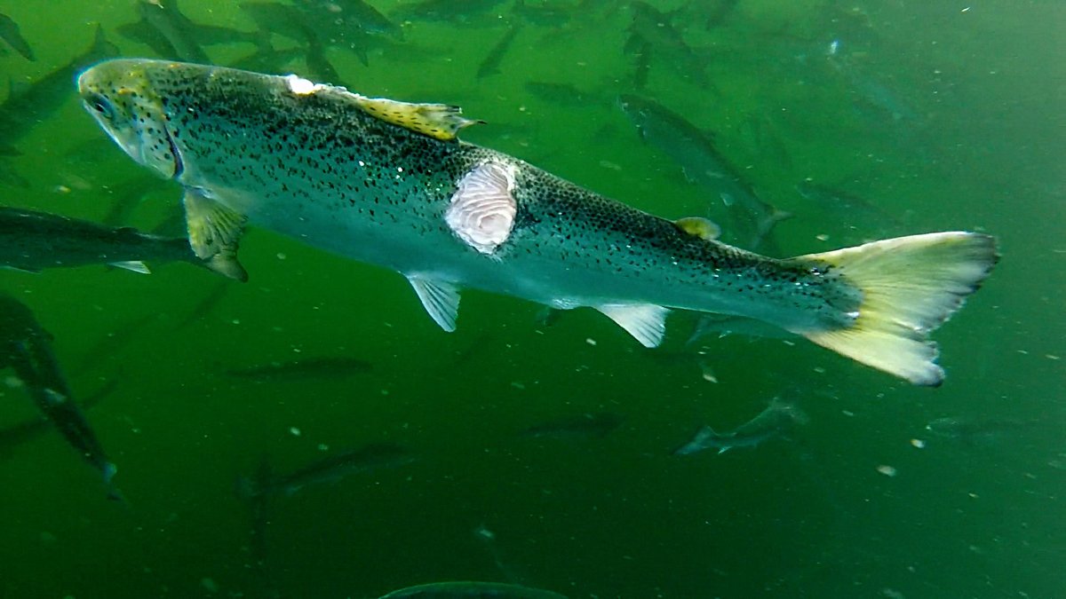 Secret filming, Isle of Mull, shows poor welfare on a <a href="/scotseafarms/">Scottish Sea Farms</a> <a href="/rspcaassured/">RSPCA Assured</a> salmon farm. This is the salmon you buy in M&amp;S.

<a href="/marksandspencer/">M&S</a> @LeroySeafood <a href="/APHAgovuk/">APHA</a> @marinescotland <a href="/SSPCA_Mike/">Mike Flynn</a> <a href="/SSPCA_Kirsteen/">Kirsteen Campbell</a> 

youtu.be/gDBDMgO-o4E