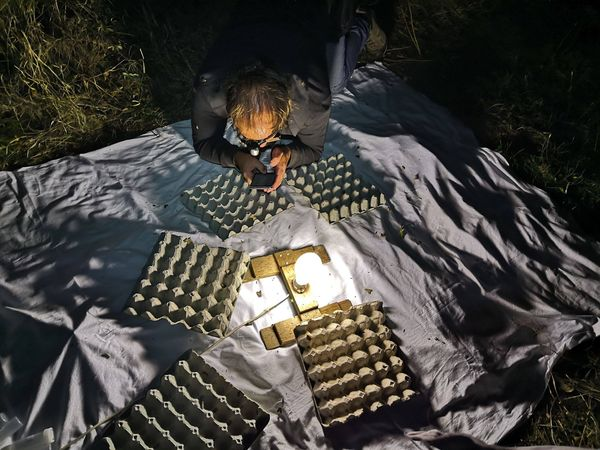 BioBlitz_Tapada's tweet photo. 💡🦗🦋
Sabia que há +2600 espécies de borboletas noturnas  em Portugal? Já reparou em louva-a-deus e outros insetos junto dos candeeiros?
Últimas vagas para descobrir esta diversidade!
🪲🌕🕷
📌 Faça a sua inscrição em https://t.co/eXjDdXlg5w e venha desvendar os seus mistérios! https://t.co/ojoE3f8JXA