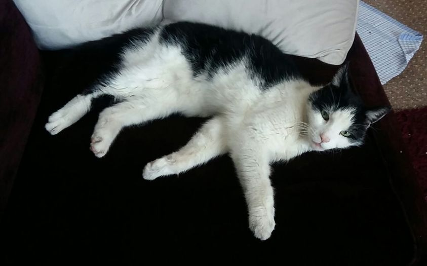 CatsMissing's tweet photo. ๐#FindArthur 14 Yr Old Black&White Male #LostCat Vanished 13/4/21 Regent Ave area #Harrowgate #HG1
Very slim-recently diagnosed with overactive thyroid-doing well on meds & gaining weight
โ ๏ธNEEDS DAILY MEDICATIONโ ๏ธ
Neutered Chipped #ScanMe #MissingCatsUK
https://t.co/iMHZ6DqhJ4 https://t.co/xMEFJTqYOr