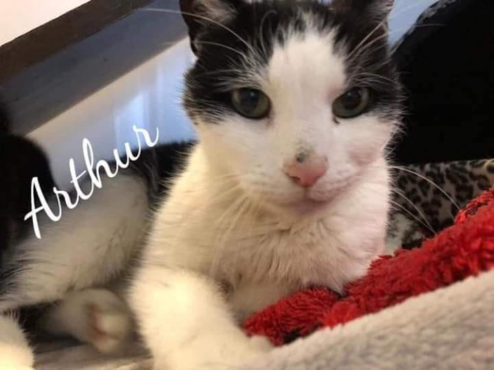 CatsMissing's tweet photo. ๐#FindArthur 14 Yr Old Black&White Male #LostCat Vanished 13/4/21 Regent Ave area #Harrowgate #HG1
Very slim-recently diagnosed with overactive thyroid-doing well on meds & gaining weight
โ ๏ธNEEDS DAILY MEDICATIONโ ๏ธ
Neutered Chipped #ScanMe #MissingCatsUK
https://t.co/iMHZ6DqhJ4 https://t.co/xMEFJTqYOr