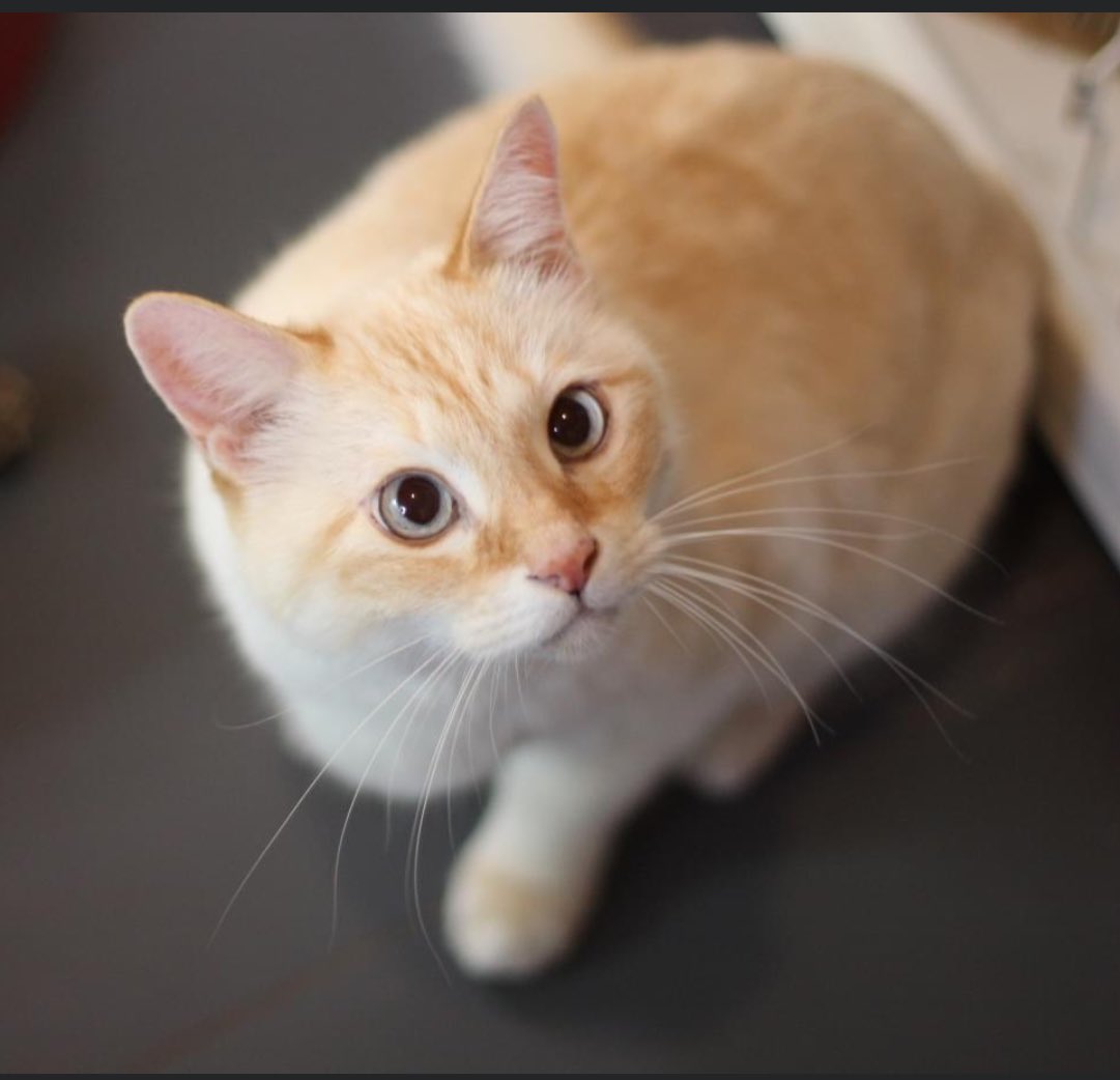 ぶんねこの会 S Tweet ひざ乗り猫 ハクくん 里親募集 飼い主さんが亡くなり残された７頭の猫 千駄木のなないろ動物病院 の先生が救出に関わり ハクくんを当会会員が保護 推定3 5歳の男の子 だいぶ甘えん坊の膝乗り猫 重いですが嬉しい 寂しがりなので