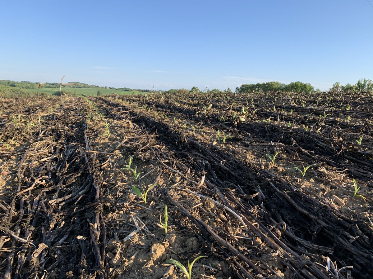 Avant même son implantation, l’intégration du maïs dans la rotation aura permis de stocker 3,5T CO2/ha grâce à l’implantation d’un double couvert végétal (sorgho puis fév/phacélie) + 3T CO2/ha de CO2 capté par le 🌽 = le maïs c’est un bilan C au top 👍  <a href="/nataispopcorn/">Nataïs</a> <a href="/agpm_mais/">AGPM</a>