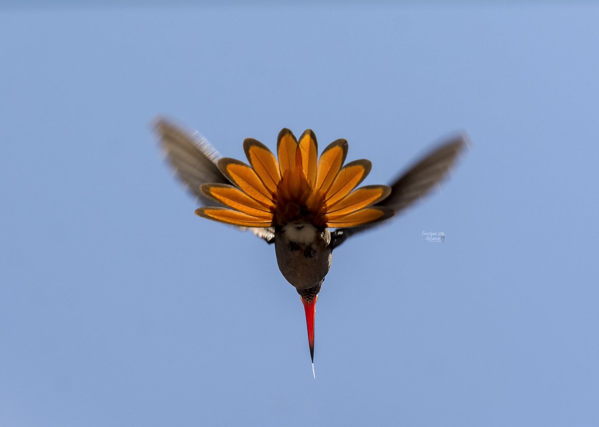 AHummingbirds's tweet image. Debe alimentarse el equivalente a su peso corporal 4 veces al día, 70 aleteos por segundo, más de 4 mil por minuto, en las noches para no morir paraliza su hígado, y su corazón ❤️ apenas late.
Amazilia colirrufa [ Rufous-tailed Hummingbird ] ( Amazilia tzacatl )