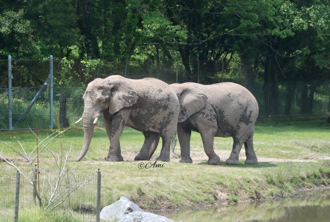 アフリカゾウのtwitterイラスト検索結果