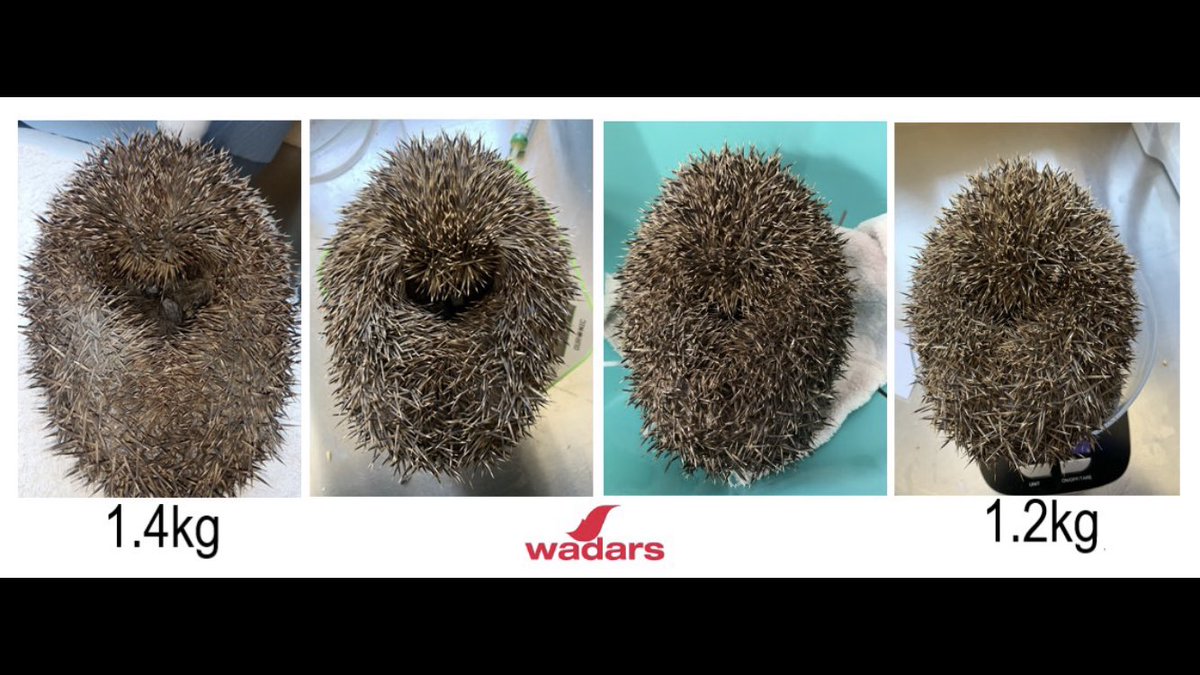 You might recall that we recently featured a very overweight hedgehog that came into our care along with an underweight female. Well, we thought that you might like an update on their progress, please visit our FB page for the full story #hedgehog #wildlifephotography #hoglets