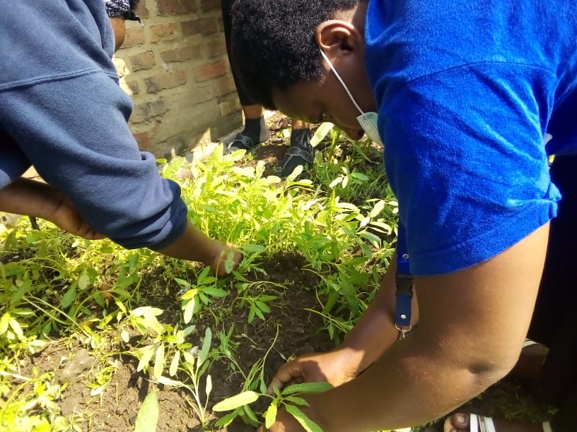 MUSANZE YOUTH VOLUNTEERS tweet media