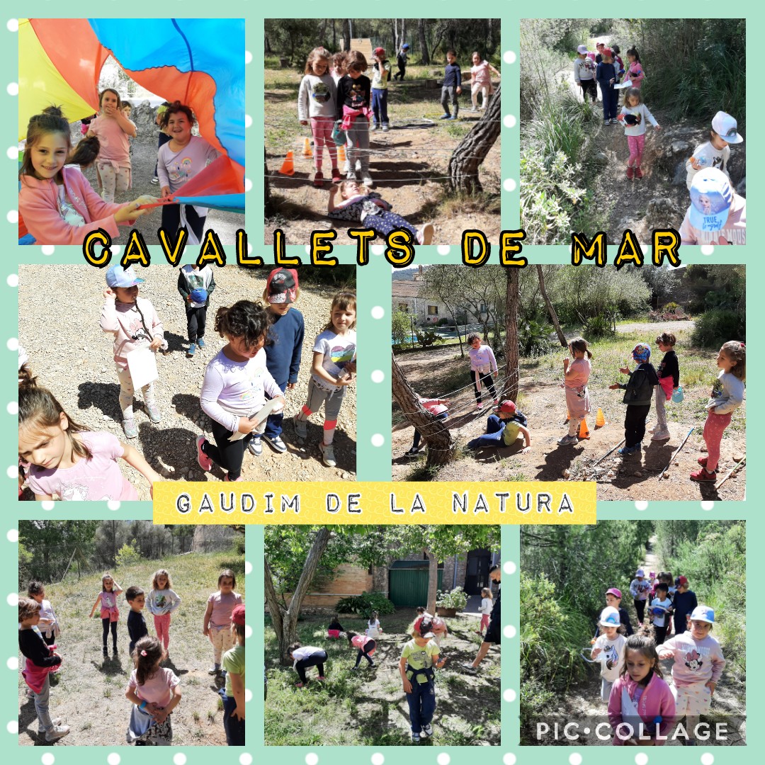 TeresesVilanova's tweet photo. Com ens agraden les colònies. Dia 100% de natura!! #units #CavalletsDeMar #EstrellesDeMar https://t.co/aB2TSnkLwq
