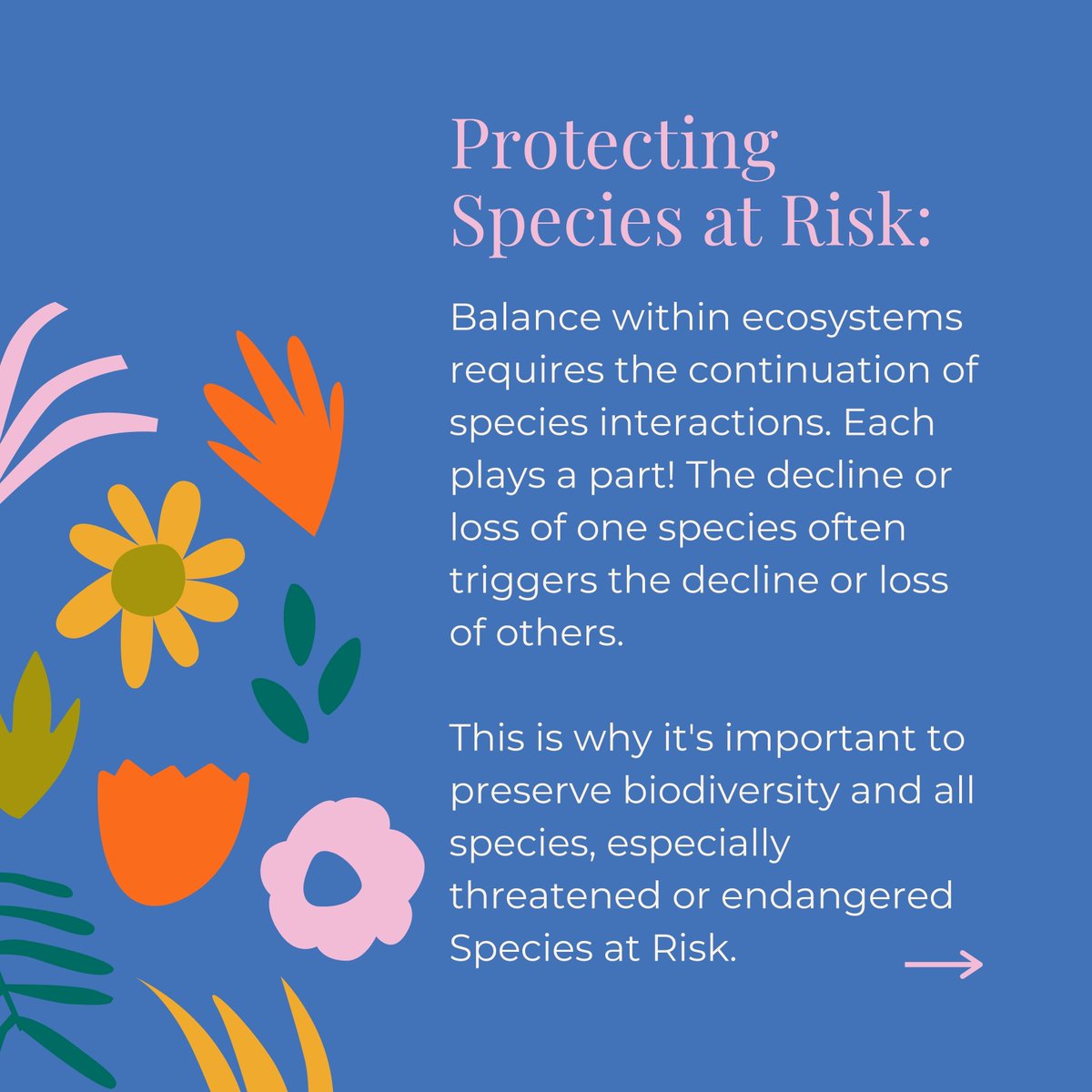 LPWBR's tweet photo. It's #PriorityPlaceThursday!
Preserving the biodiversity of the Priority Place is essential to ensure that the benefits we receive from healthy and functioning ecosystems remain for future generations!
Swipe through to learn about biodiversity, ecosystems, and Species at Risk. https://t.co/t1kJomHHLP