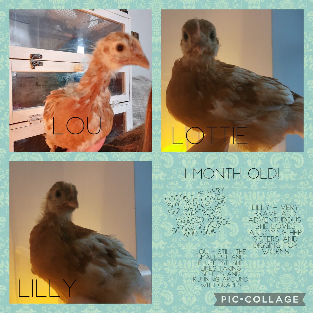 MissPhillips27's tweet photo. Chick update 🐥
The hens are a month old now and they’ve grown so much! They’ve got 2 weeks left indoors before they get to move into their outdoor coop! They tried worms, grapes, banana and corn for the first time this week and loved it! 🍇🍓🥬🌽🪱@nurseryjlps https://t.co/Aa6ngJgnwv