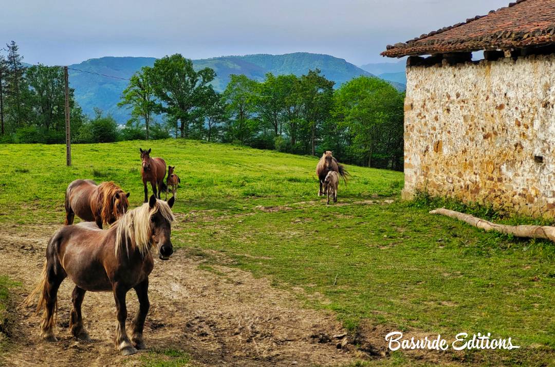 BasurdeEditions's tweet photo. Disfrutando del camino y de los caminantes 🐴
----
#basurde #BeAdventurer 🐗
----
#euskadi #Arlegor #Senderismo #MontesVascos #Vive_Montañas #Mendiak #Naturaleza #Sumiloc #basquemountains #Sunset #BasqueCountry #Natura #Estaes_PaisVasco https://t.co/cnRw0jZTxa