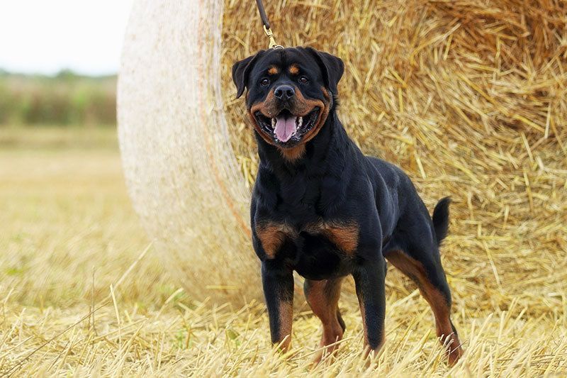 RottweilerMag's tweet photo. ▶ Greif vom Königforst ♂️
.
.
.
✙✙✙✙✙✙✙✙✙✙✙✙✙✙✙✙✙✙✙✙✙✙✙✙✙✙
⭐ ⭐ ⭐ Follow @rottweilermagazine ⭐ ⭐ ⭐
✙✙✙✙✙✙✙✙✙✙✙✙✙✙✙✙✙✙✙✙✙✙✙✙✙✙
#rottweilermagazine #rottweiler #rottweilers #adrk

ROTTWEILER Magazine ™ https://t.co/d3Vzj7OxMF