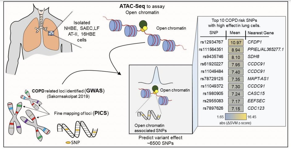 AJRCMB's tweet photo. Functional Gene Variants in COPD: The Search Continues

✅ Just Accepted
🔗 https://t.co/bCsIMPd2uj https://t.co/FHkHIGdiFX