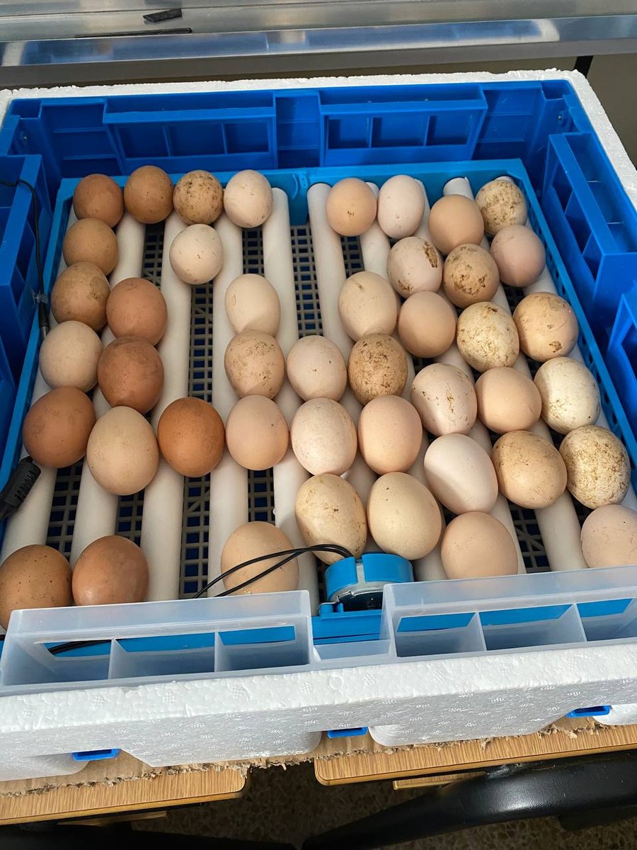MilagrosaOviedo's tweet photo. “Pita pinta gorgorita” los alumn@s del primer ciclo tenemos nueva adquisición. Vamos a seguir el proceso de nacimiento de los pollitos. Esta semana hemos visitado los huevos en la incubadora. ¡Os iremos enseñando el proceso!

#colemila #colegiooviedo https://t.co/r6OFKAbDUs