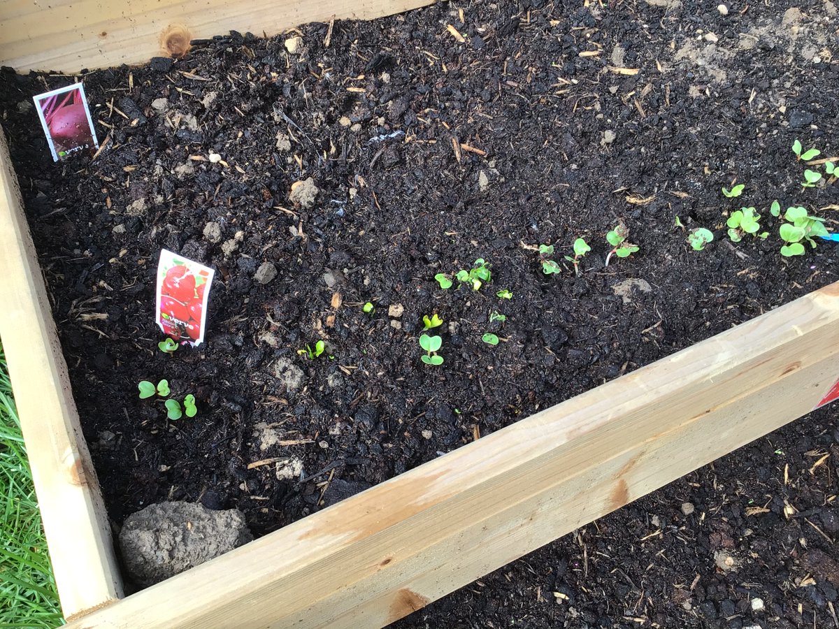 Quadring Orchard (@quadringorchard) on Twitter photo <a href="/QuadringOrchard/">Quadring Orchard</a> have their first “shoots” and the children are sooooooo excited!!!! Peter rabbit would love the radishes and lettuces which have started growing in our outdoor gardening area! 👏🏼 #handsonlearning #growyourownfood <a href="/QuadringOrchard/">Quadring Orchard</a> have their first “shoots” and the children are sooooooo excited!!!! Peter rabbit would love the radishes and lettuces which have started growing in our outdoor gardening area! 👏🏼 #handsonlearning #growyourownfood