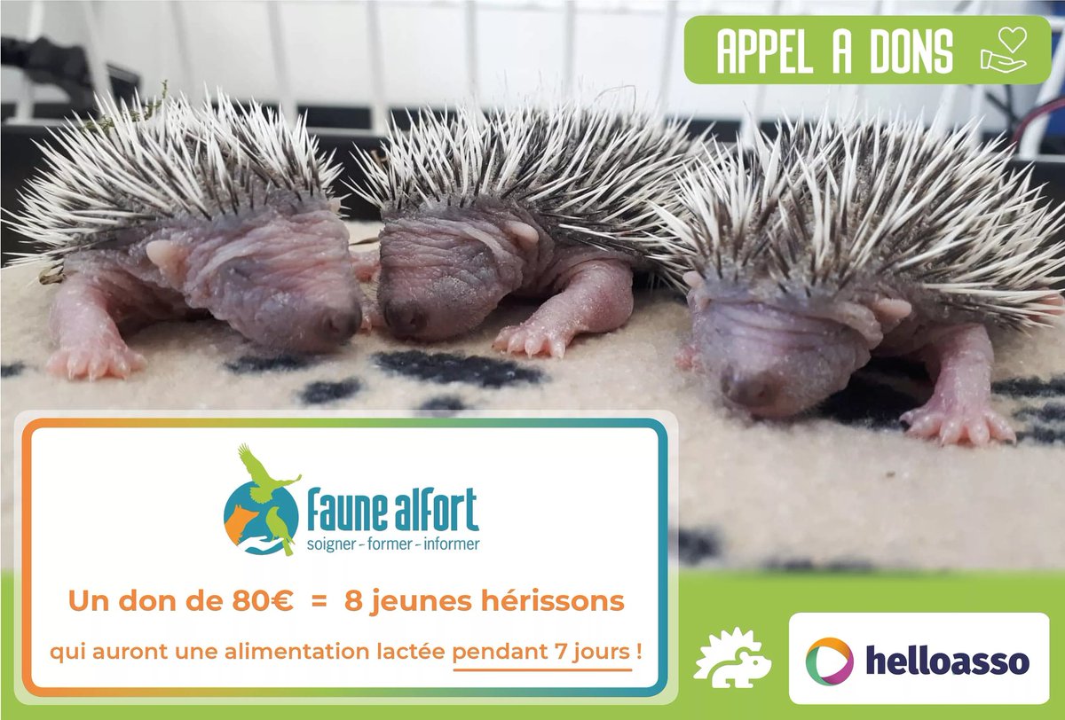 FauneAlfort's tweet photo. Soutenez notre #centredesoin de la faune sauvage ! 👍🦊 

Le lien de notre campagne de don 🙏 : https://t.co/tEZa5lodJK https://t.co/r3vu3sKfxd