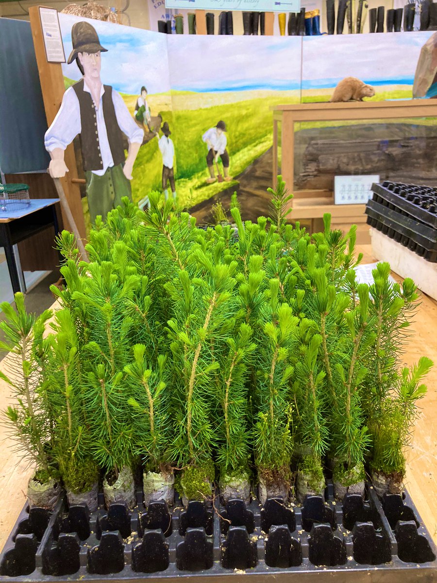 We have over 1000 white spruce seedlings being delivered today to youth in the Tantramar area for their participation in #EarthDay2021 !
Planting these will help us continue the conversation around sustainability and caring for our earth 🌲