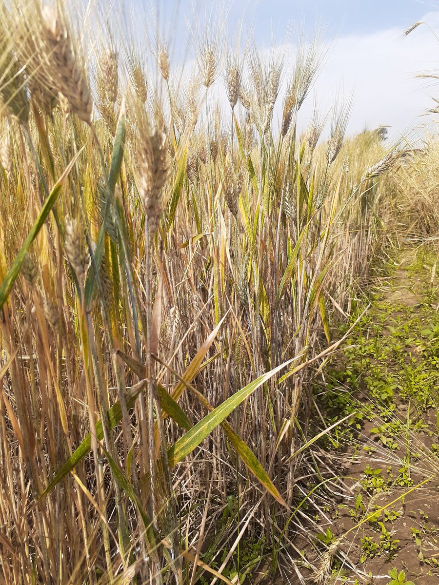 Zerihun_Wheat's tweet image. Different stages of our off-season #StemRust screening nurseries at #DebrezeitARC. #StemRust pressure is as usual👍. Materials from @EIAR @CIMMYT @USDA @ICARDA @NARS @oluwheat @MandeepWheat