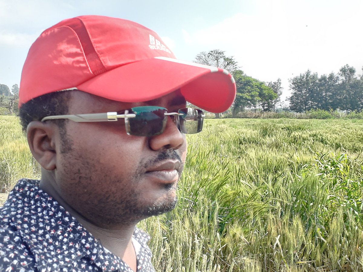 Zerihun_Wheat's tweet image. Different stages of our off-season #StemRust screening nurseries at #DebrezeitARC. #StemRust pressure is as usual👍. Materials from @EIAR @CIMMYT @USDA @ICARDA @NARS @oluwheat @MandeepWheat