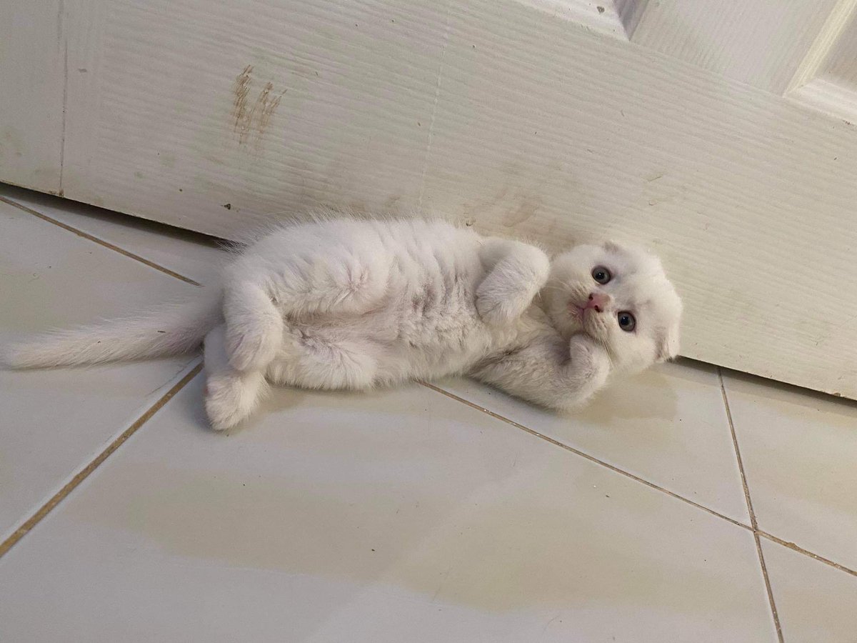 ปะเนว ตะฝุ่น และเอริจัง tweet media