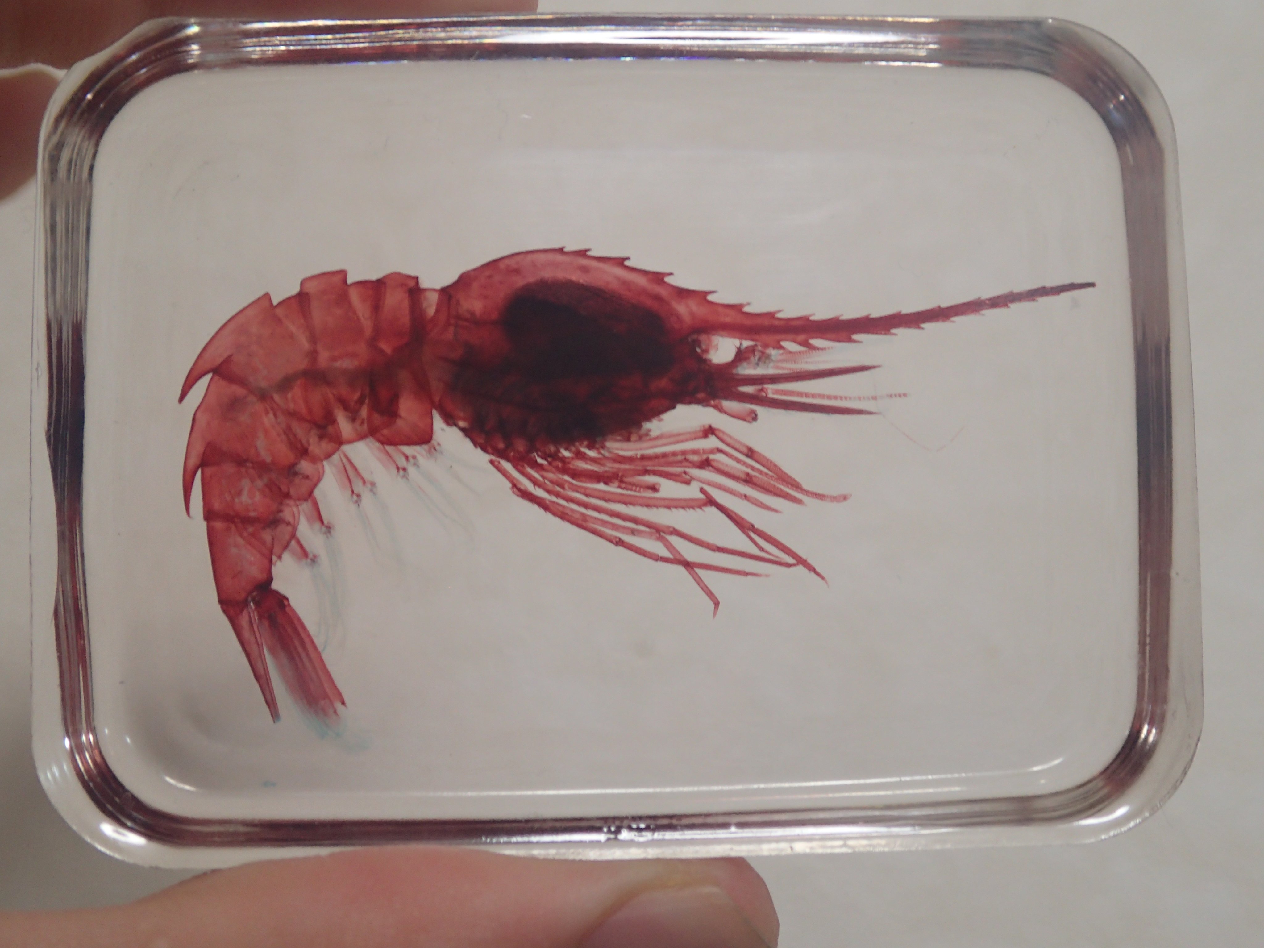 とかたろう 透明標本 透明骨格標本 深海魚 アカモンミノエビでしょうか エビは透明標本作成中に足が取れやすいです 背中の棘がカッコ良いですね T Co Fdi1c9i9se Twitter