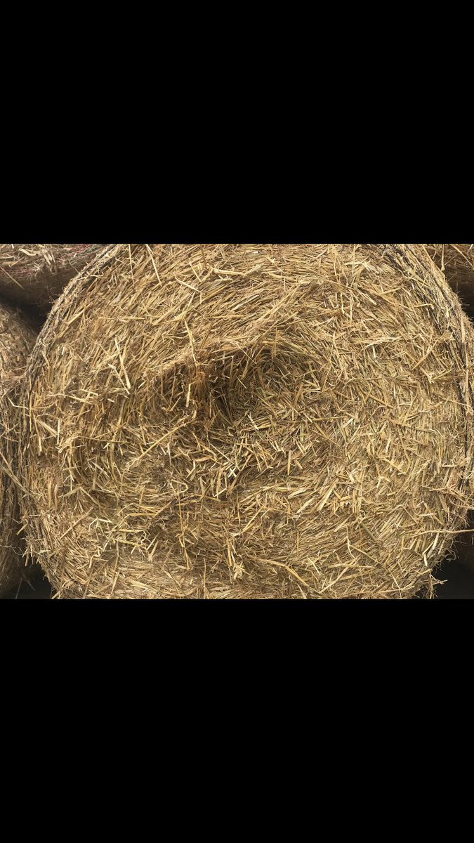 Maplehurst Farm tweet media