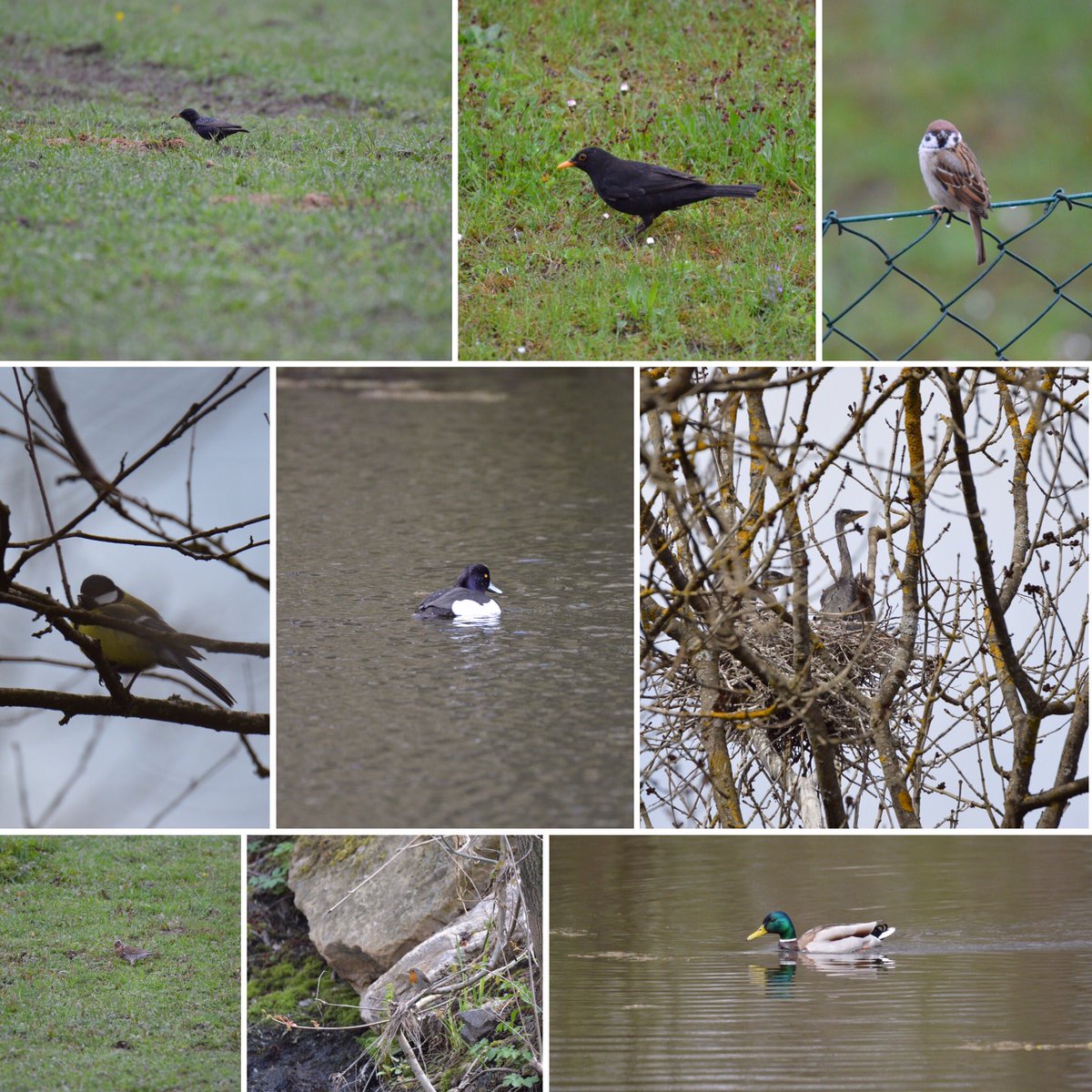 Reinhard Fuchs tweet media