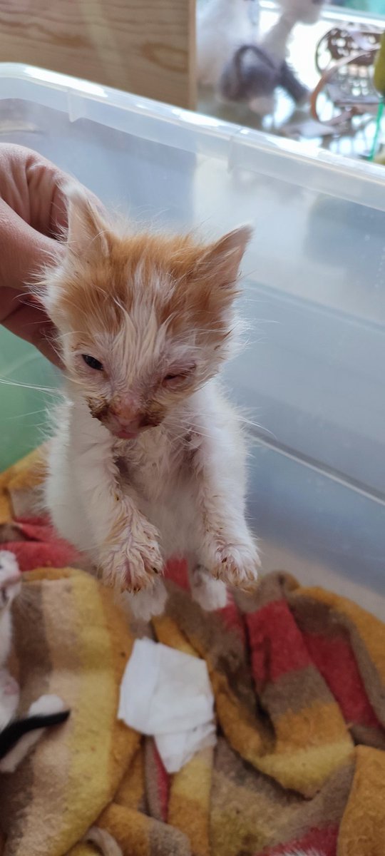 ayudaaanimales2's tweet photo. Y seguimos con las urgencias 😭 no he pagado aún las facturas de los otros y ahora estos.. no puedo MAS de verdad!  
Ayuda por favor por poco que sea hay que ingresarlos 
PayPal y bizum en la bio♥️ gracias 
RT! https://t.co/QUd8fsoNvG
