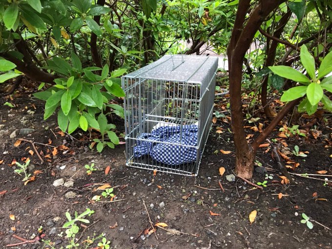 白輪園長 アミメニシキヘビ捕獲 アパート屋根裏にいることを指摘したizoo園長 白輪剛史さんがすごい まとめダネ