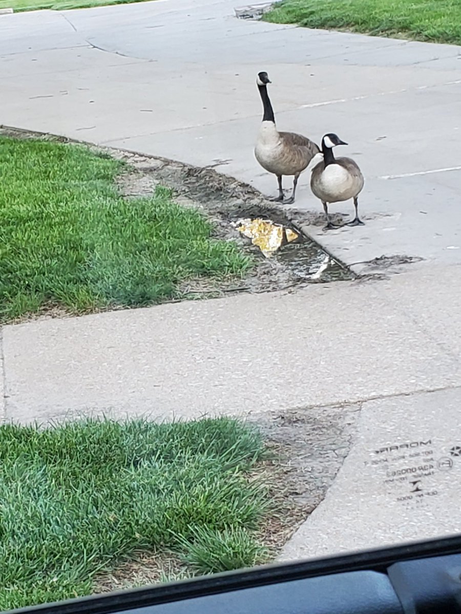 stevek1408's tweet photo. Hope we are not headed for a drought! Is that the only pond on East Campus to nest on? https://t.co/LfFrwNodxA