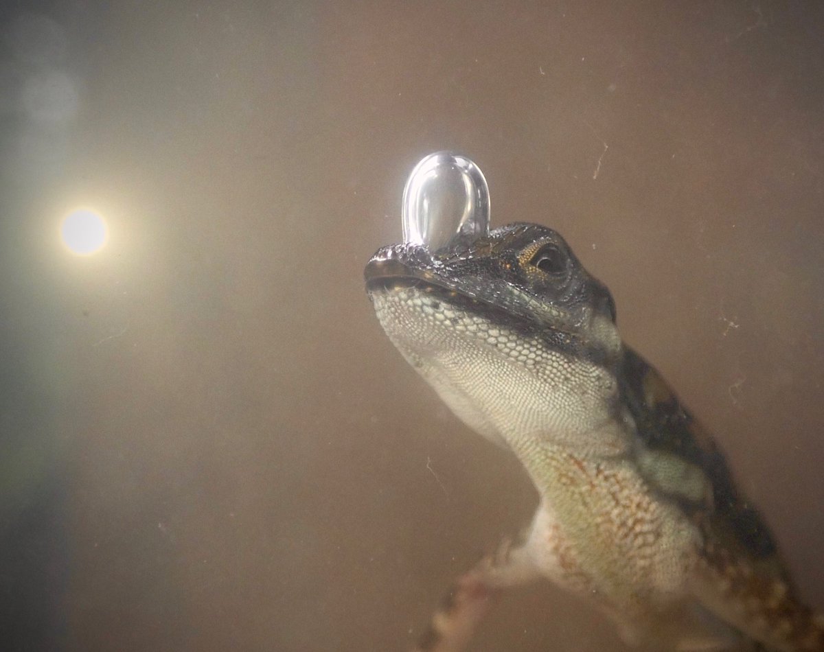 Dr. Lindsey Swierk (@lindseyswierk) on Twitter photo Here’s to the next chapter of the bubble-breathing lizard saga! 🦎💧 So thankful to collaborate with <a href="/Luke_Mahler/">Luke Mahler</a>, @AMartinology, first author <a href="/cboccia22/">Chris Boccia</a>, and others on this exciting project. Here’s to the next chapter of the bubble-breathing lizard saga! 🦎💧 So thankful to collaborate with <a href="/Luke_Mahler/">Luke Mahler</a>, @AMartinology, first author <a href="/cboccia22/">Chris Boccia</a>, and others on this exciting project.