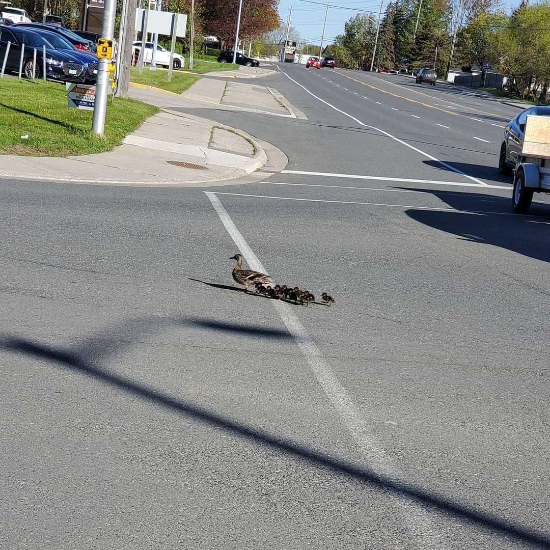 #Crossingtheroad remembrer to stay attentive while driving, cyclists, motorcyclists and wild life are all taking to the roads again.

Soyez prudent sur la route, les cyclistes, motorcyclists et la faune sont de retour.