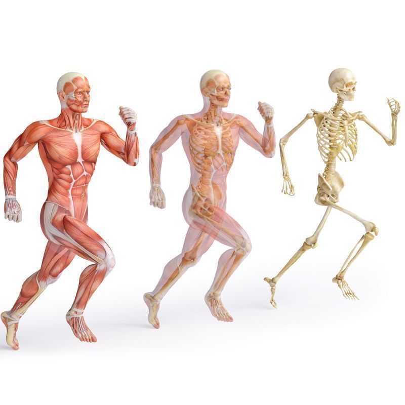 purofondo's tweet photo. ME LESIONÉ LAS RODILLAS CORRIENDO!... PUEDE SER?
La estructura, los huesos, la musculatura y las articulaciones de nuestro cuerpo están hechos para correr y, no solo eso, sino que están diseñados para hacerlo por largas distancias. Lee esta columna 👉 https://t.co/gojtjqXk8a https://t.co/T7NaHsB54C