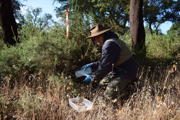 BioBlitz_Tapada's tweet photo. 🐭🐁🐾
Capturar micro-mamíferos não é fácil, mas os nossos monitores são dedicados e estão no terreno a preparar tudo.
Quem será que se esconde entre a vegetação 🌾🌱 da Tapada da Ajuda?
📌 Ainda há vagas para sábado de manhã, não percam esta oportunidade https://t.co/eXjDdXlg5w https://t.co/7BdVTRB1Fn