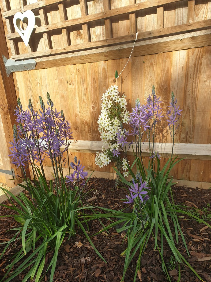 Im lucky to say i finally have my own garden, its been so welcomed when working from home supporting <a href="/MDX_MHandSW/">School of Mental Health and Social Work</a> student nurses!
#ConnectWithNature #MentalHealthAwarenessWeek